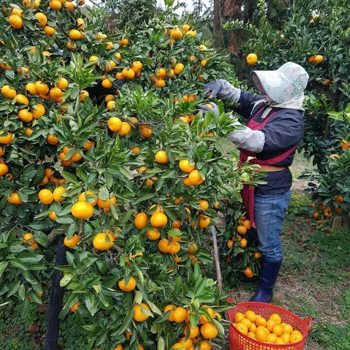 Jeju Mermuri Yerye-dong Zewnętrze zdjęcie